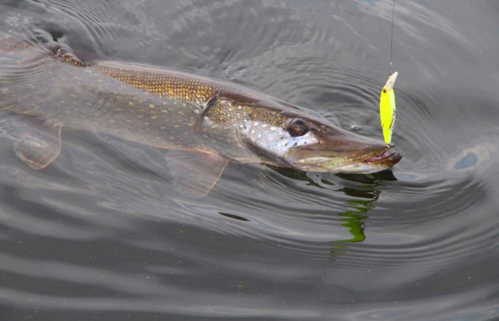 где ловить щуку твичингом