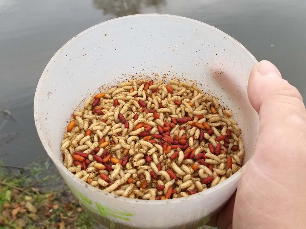 прикормка для холодной воды