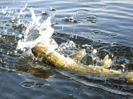 ловля щуки твичингом